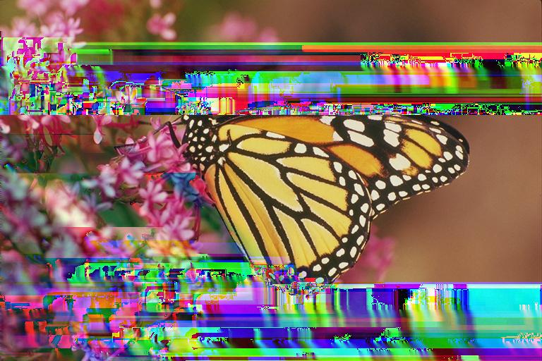 (b) Original monarch image convoluted by using a 2-D Gaussian kernel with standard deviation σ (d) 0.