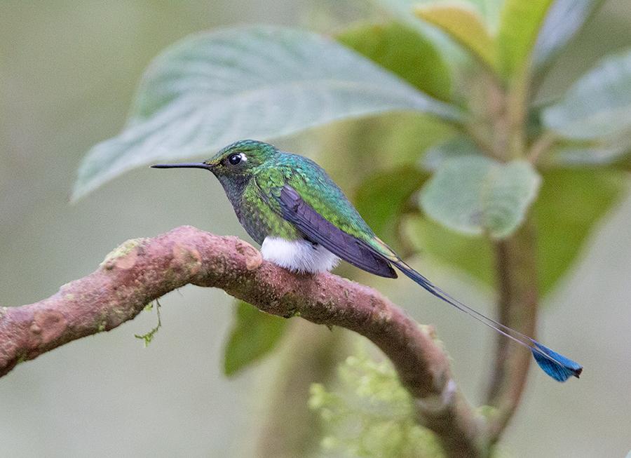 A Tropical Birding SET DEPARTURE tour ECUADOR: The Andes Introtour (Including the High Andes Extension) 9 th 11 th February 2015 (High Andes Extension) 11 th 18 th February 2015 (Main Tour) Booted