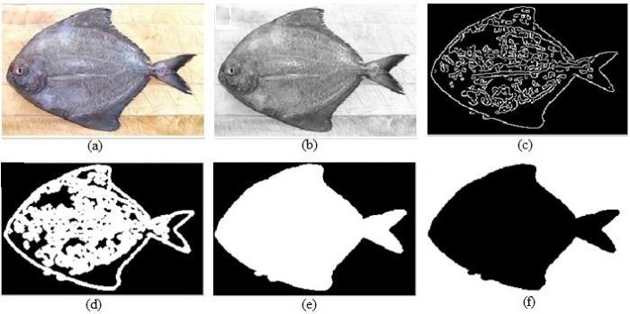 FISH_HEAD_START ( BImage ) 1 forj 1 to BImage.length 2 for i 1 to BImage.width 3 if BImage(i, j)>0 4 return j Fig. 1. Results of Morphological Operations a) Actual RGB image, b) Grayscale image c) Canny edge operator on gray image, d) After dilation e) Filled image f) Segmented object.
