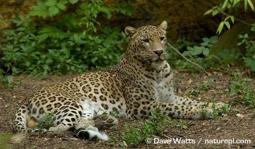 2 LITERATURE REVIEW 2.1 Species biology 2.1.1 North Persian leopard (Panthera pardus saxicolor) The North Persian leopard is one of the largest among the eight subspecies of leopard in the world.