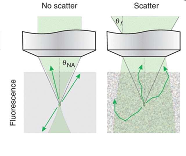 com/science-lab MULTIPHOTON MICROSCOPY Imaging in scattering tissue and deep into tissue Pulsed infrared laser