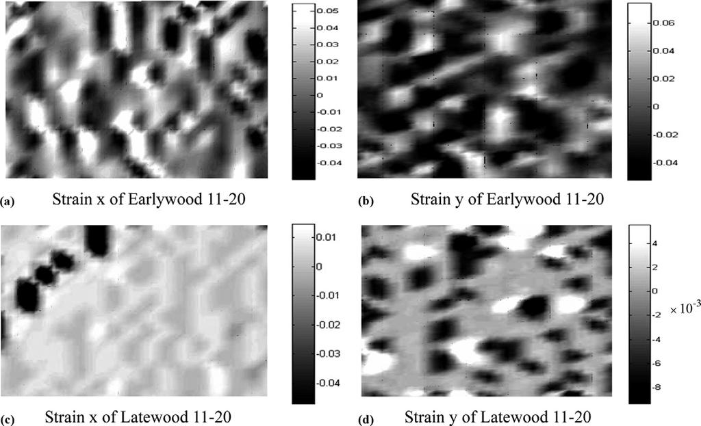 Jeong et al TENSILE PROPERTIES OF EARLYWOOD AND LATEWOOD 61 Figure 6. Strain distribution of earlywood and latewood from growth ring numbers 11 20 (specimen number 50 under 19.