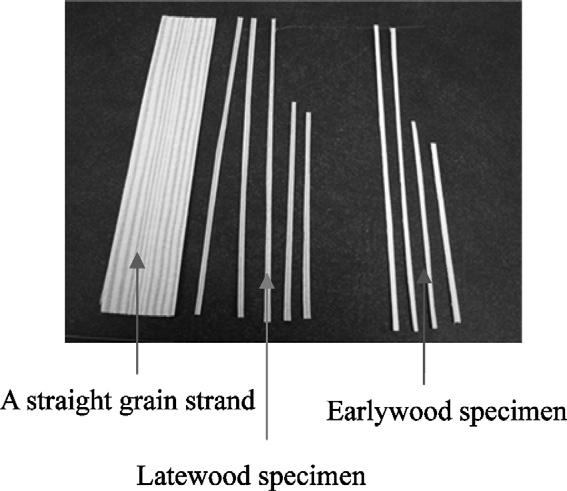 Jeong et al TENSILE PROPERTIES OF EARLYWOOD AND LATEWOOD 55 MATERIALS AND METHODS Material Preparation A 25-yr-old loblolly pine from Reynolds Homestead Research Center in Patrick County, VA, was