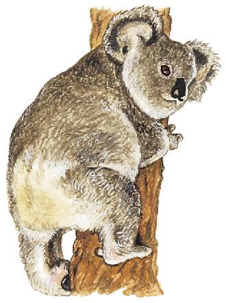 Bear-like Koalas Article 19 Koala Coloring 20 Australian Scenery Paintings 21 Koala Silhouette to Paint 22 Platypus Article 23 Platypus Coloring 24 Echidna Article 25 Echidna Coloring 26 Wombat &