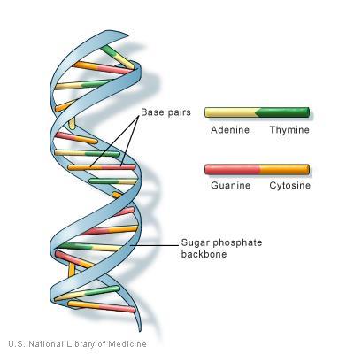 Human DNA The entire DNA or genome within a human contains about 6 billion
