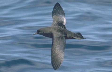The seabird community of the North East Pacific may have been dramatically altered long before this study commenced, from either a regime shift step-change or because of interdecadal fluctuations (e.