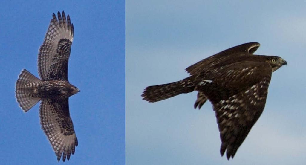 59 Figure 10. Immature Harlan s Red-tailed Hawk dark-morphs, Panola County, Mississippi, 2017 and West Carroll Parish, Louisiana, 2011.