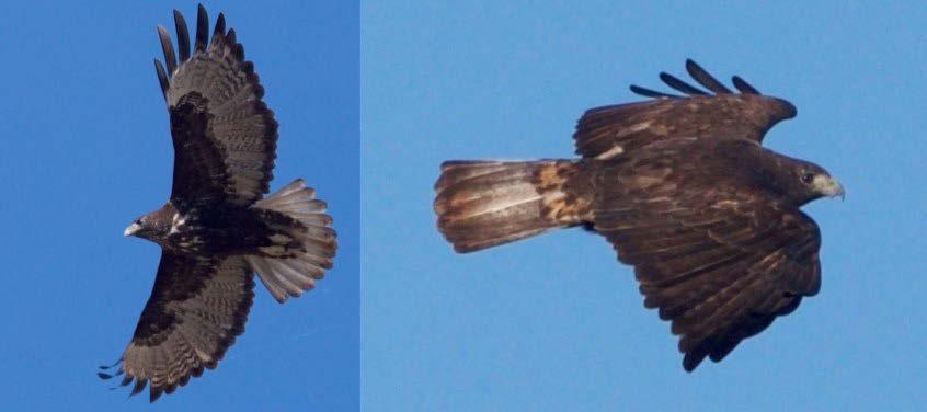 60 Figure 11. Adult Harlan s Red-tailed Hawk dark-morph, Tunica County, Mississippi, 2017. Underparts similar to immature but with mottled primary and secondary feathers.