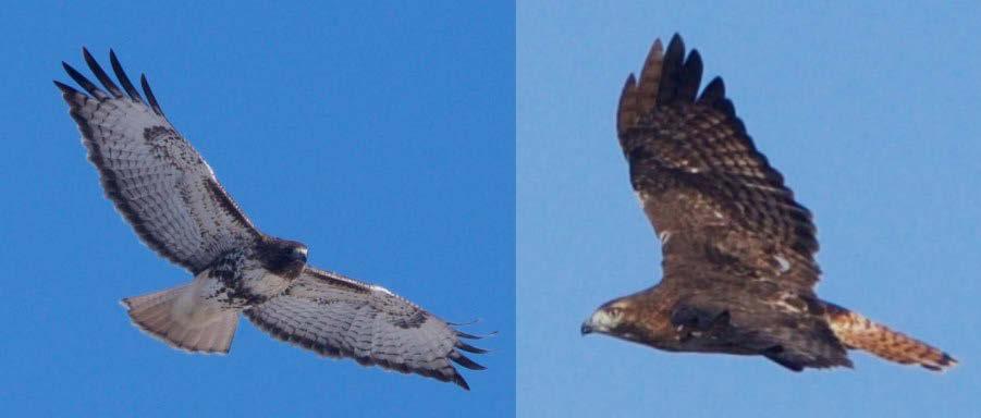 54 Figure 3. Adult Northern Red-tailed Hawks, Tunica County, Mississippi, 2017.