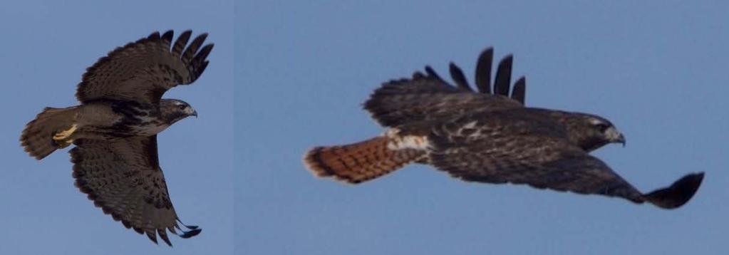 Upperparts are mostly brownish averaging slightly darker than Eastern Red-tailed Hawks. Note banded tail with thick subterminal band. Figure 4.