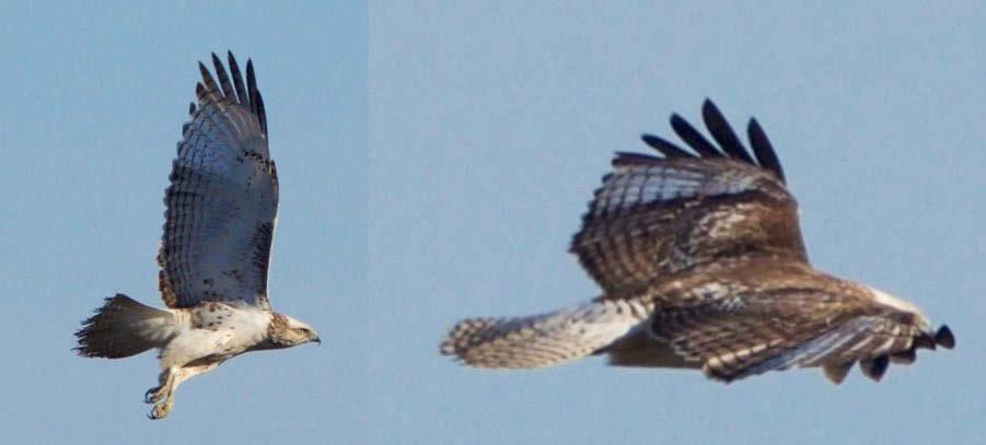 57 Figure 6. Immature Krider s Red-tailed Hawk, Tunica County, Mississippi, 2017.