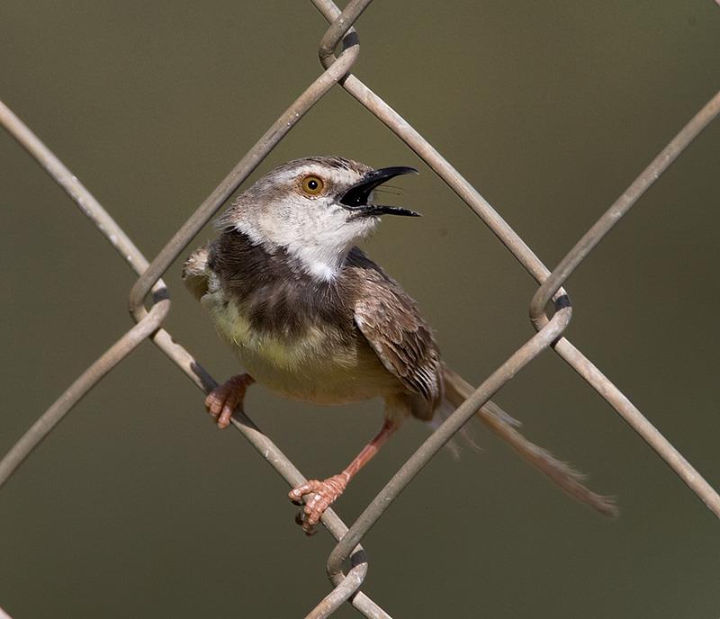 8 The Black-chested Prinia is a small bird and by referencing it to a wire fence, its size becomes apparent.