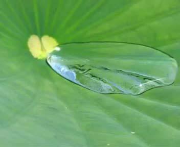 water from lotus