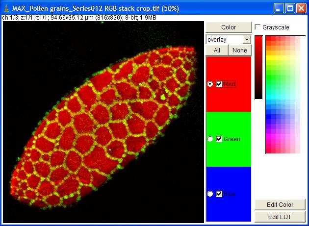 tif images can be opened in ImageJ with the File Import Image Sequence function, which will display the standard ImageJ format.