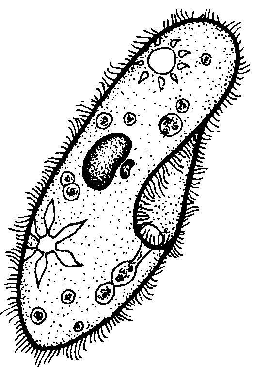 28. How does the size of the bacteria cell observed compare with the size of the human cheek cells or Elodea cells? 29.