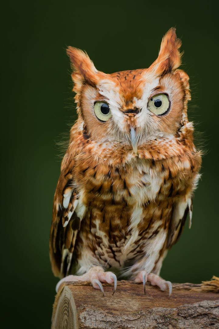 Program: members 3 minute slideshows May 22 Banquet First Place Winners, March 27 Projected Competition 1st place Open, Rufous, Ed Sorauf Rufus is an Eastern Screech Owl residing at Raptor Inc.