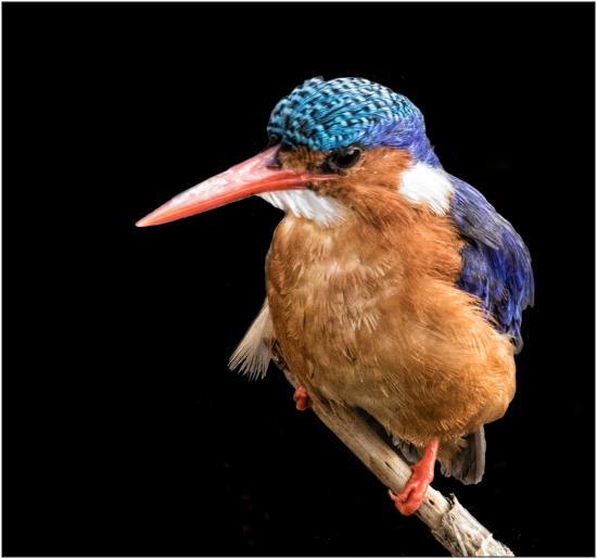 1st. place Open, Malachite Kingfisher, by Karen Frischman The picture was taken in Kenya in 2015 while on a trip with Gerlach Nature Photography.