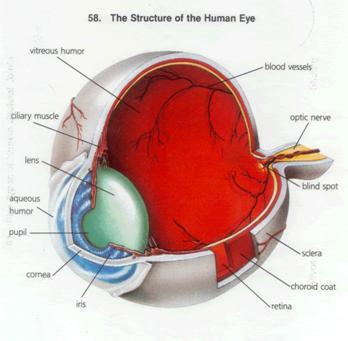 a) Light passes thru a transparent cornea which begins to focus it, next to the fluid filled space called the aqueous humor, thru the major focusing structure, the lens.
