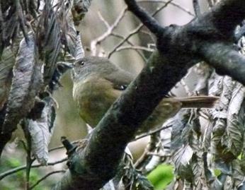 Here we will also take a walk through a fern glade with towering tree ferns where we have our first chance to see the endemic and rather shy Scrubtit as well as Tasmanian Scrubwren and the stunning