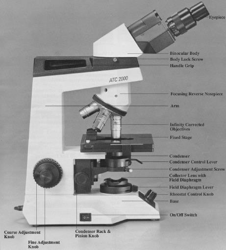 11. The Coarse Adjustment is the large milled wheel on the microscope, which is used to