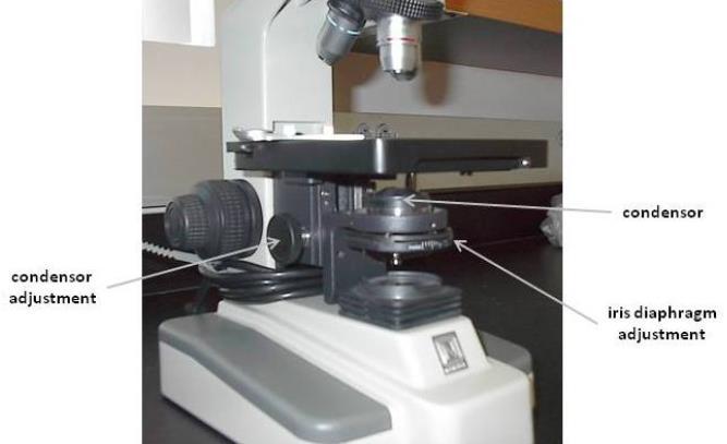 Lake-Sumter Community College, Leesburg Laboratory Manual for BSC 1010C Resolution and Magnification: The resolution limit or resolving power of a microscope lens is a function of the wavelength of