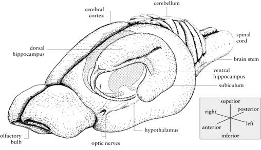 outline of the hippocampus over many aligned slices to reconstruct the