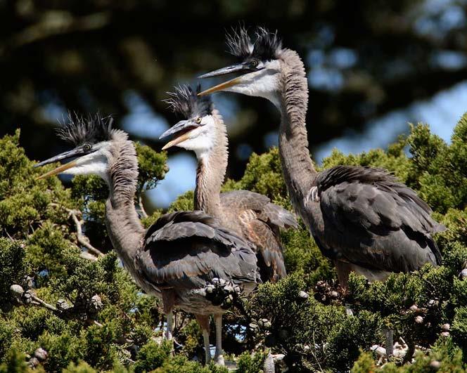 Large numbers of visitors showed up for the nature walk and to view heron chicks