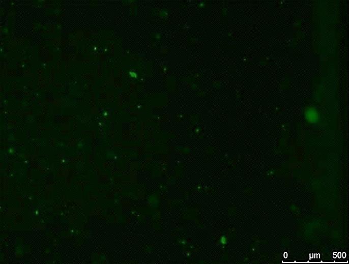5x 10x 500µm Fluorescence microscopy images of 700 µm channel