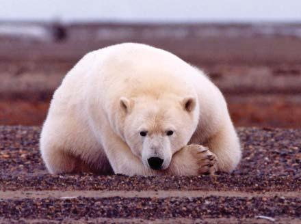 WHAT S AT STAKE Global warming is causing sea ice in the Arctic Ocean to