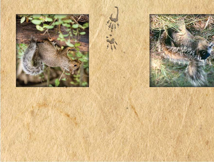 Pocket Gopher Geomys pinetis Cotton Mouse Peromyscus gossypinus R B Forbes