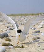 uk Project description: Background The decline in the population of the little tern (Sterna albifrons) in the UK since the 1990s is a cause for concern.