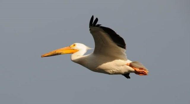 American White Pelican Use or encourage pedestrian traffic, ATVs, boats, and other vehicles to haze pelicans at sensitive locations Harassment patrols, electronic noise devices, human effigies, and