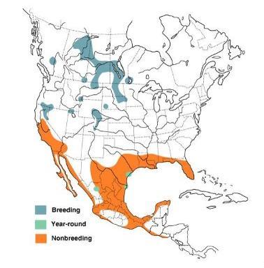 General Biology Reproduction Figure 4. Breeding and wintering ranges of the American white pelican.