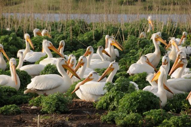 Figure 6. American white pelicans loaf on fish pond levee. Habitat Figure 5. American white pelicans on nests.