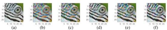interpolations on Macaw image. Note: Images are displayed along with original image for comparison purposes.