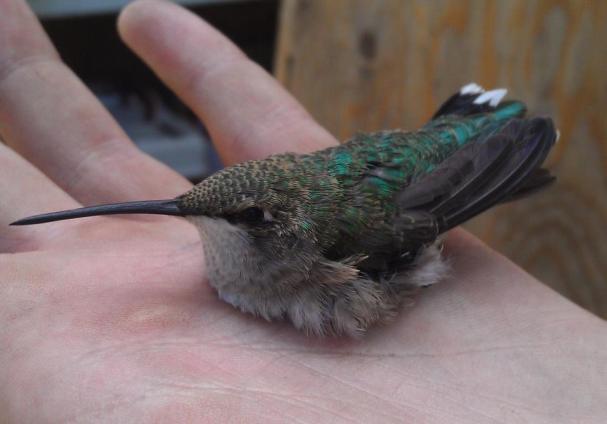 Long-term monitoring of Hummingbirds in Southwest Idaho in the Boise National