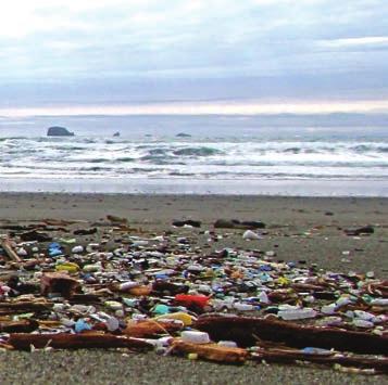 Curriculum Outline Lesson 1: Introduction A general introduction to Washed Ashore and plastic pollution. Every ocean contains trash that came from land. Plastic pollution is harming ocean ecosystems.