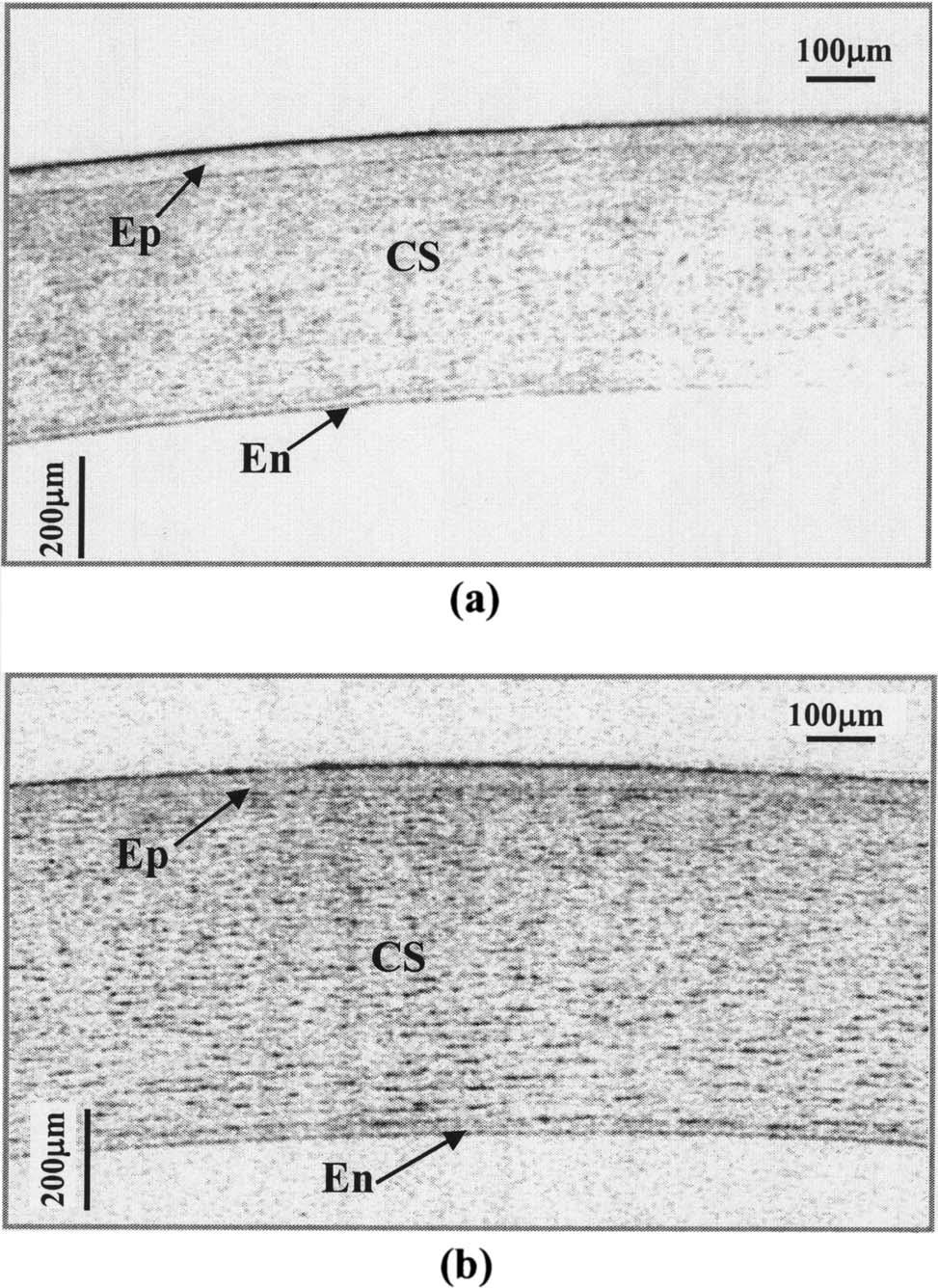 Wang et al. Vol. 22, No. 8/August 2005/J. Opt. Soc. Am. A 1497 Figure 11(a) shows an in vitro OCT image of the rabbit cornea with the SPM light source shown in Fig. 3(b).