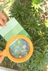 Nature Paint Swatch Color Match paint swatches nature magnifying glass (optional) Collect various colors of paint