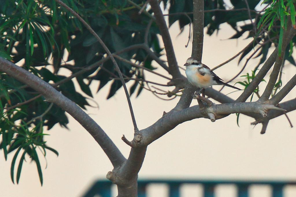 Above: Masked Shrike, Al Shamal