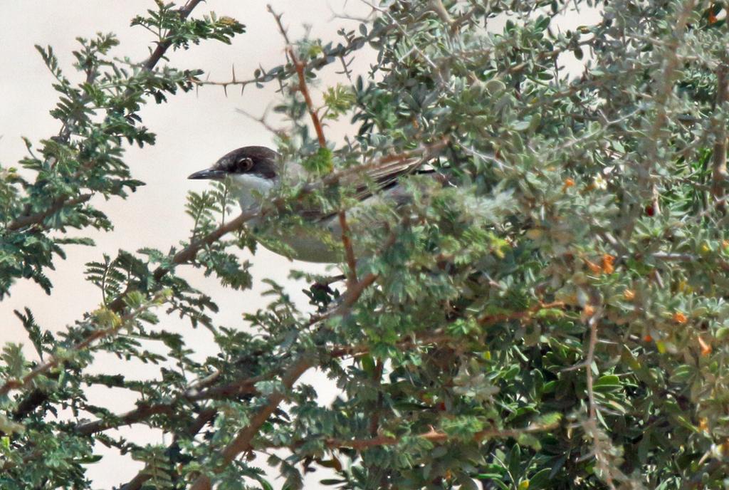 Above: Eastern Orphean Warbler, near Doha,