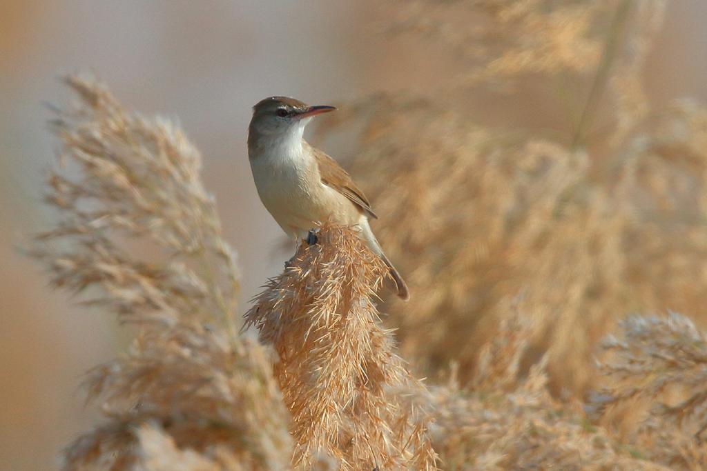 Above: Indian Reed Warbler, near Doha, 03