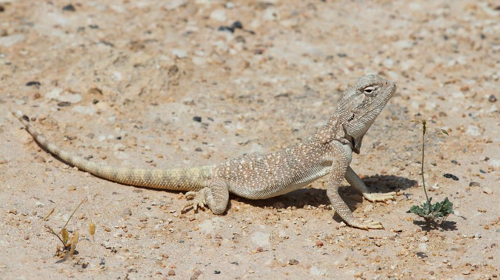 Above: Yellow- spotted (Blue- headed) Agama, Irkaya Farm, 05 Mar 2015 Neil G Morris With thanks to Peter Shellard for recording the sightings