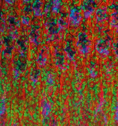 Section of a mouse stomach. Blue: Plasma membrane, stained with Alexa Fluor 350 WGA (wheat germ agglutinin). Red: Actin, stained with Alexa 488.