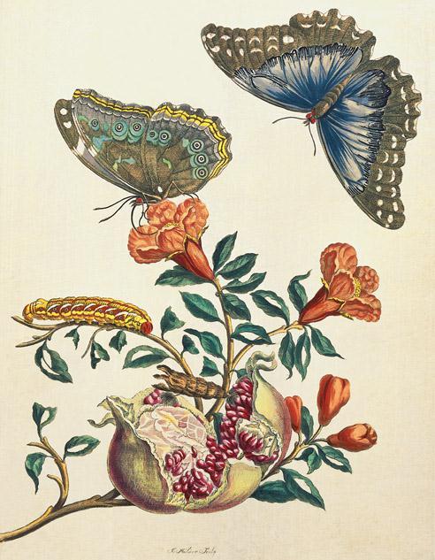 Artist: Maria Sibylla Merian Title: Plate 9 from Dissertation in Insect Generations and Metamorphosis in Surinam Medium: Hand-colored engraving Size: 18 ⅞ X 13" (47.
