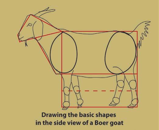 Some goats may be a bit longer than a square but by using this easily constructed shape we can determine how much of a fraction of the square to extend the body shape.