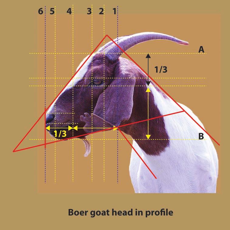 The most critical feature to properly place is the eye. The right edge of the eye aligns with the back edge of the horn (2).