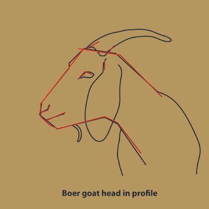 Roughly draw the eye in this location. Fig. 5 Further define the head shape. Add horns, ears, beard and outlines of facial features figure 7.