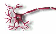 WHAT DOES A SINGLE NEURON DO?