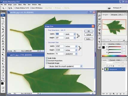 56 Learning Photoshop 11. Without closing oak300.jpg, open the file named oak72.jpg. The oak72.jpg image has a resolution of 72 ppi. 12. Choose Window > Arrange > Tile Horizontally.